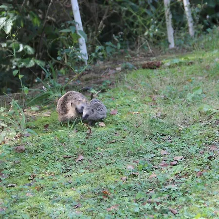 Zur Margarethenmuehle - Landgasthof Und Waldhotel