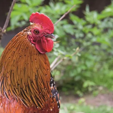 Отель Zur Margarethenmuehle - Landgasthof Und Waldhotel 3*