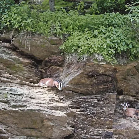 Hotel Zur Margarethenmuehle - Landgasthof Und Waldhotel Rosswein
