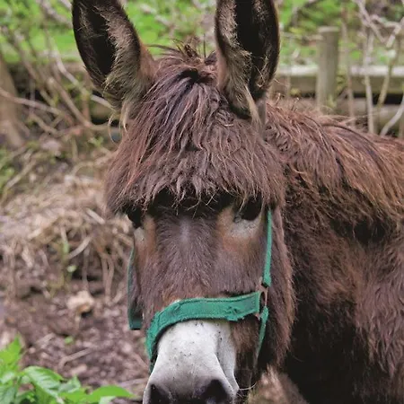 Hotel Zur Margarethenmuehle - Landgasthof Und Waldhotel Rosswein