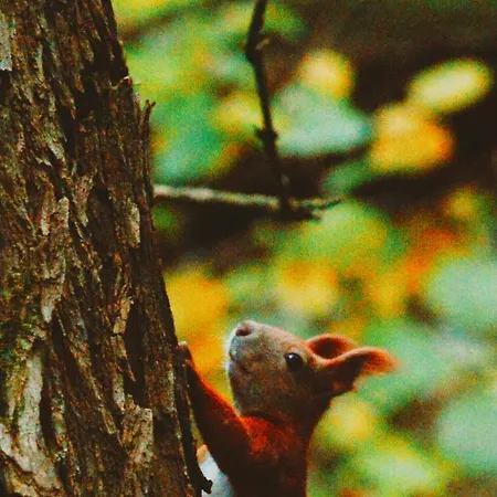 Zur Margarethenmuehle - Landgasthof Und Waldhotel Rosswein