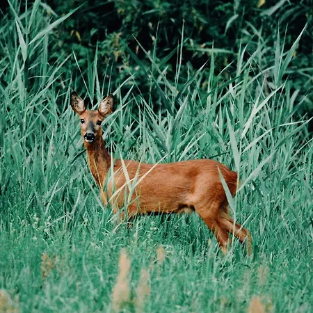 Zur Margarethenmuehle - Landgasthof Und Waldhotel 3* Rosswein