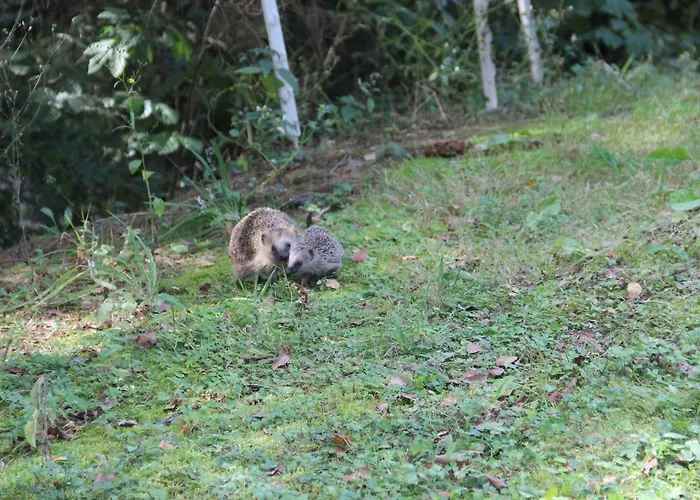 Zur Margarethenmuehle - Landgasthof Und Waldhotel