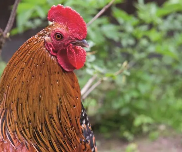 Hotel Zur Margarethenmuehle - Landgasthof Und Waldhotel 3*