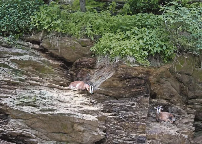Hotel Zur Margarethenmuehle - Landgasthof Und Waldhotel Rosswein