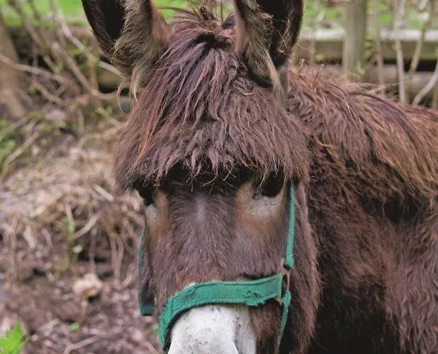 Hotel Zur Margarethenmuehle - Landgasthof Und Waldhotel Rosswein