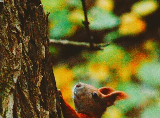 Zur Margarethenmuehle - Landgasthof Und Waldhotel Rosswein