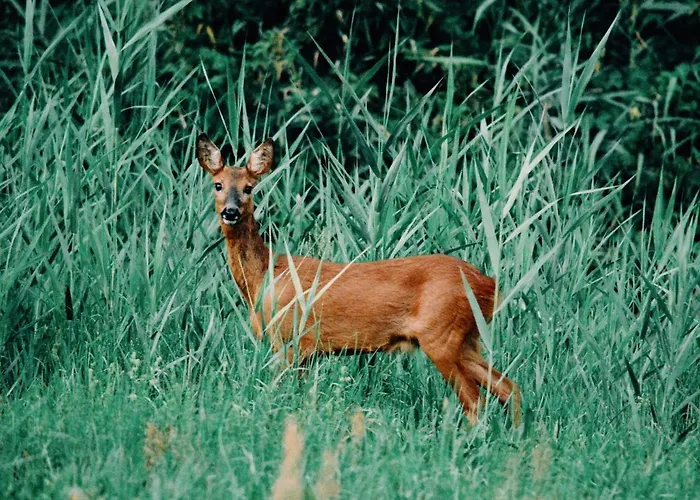 Zur Margarethenmuehle - Landgasthof Und Waldhotel 3* Rosswein