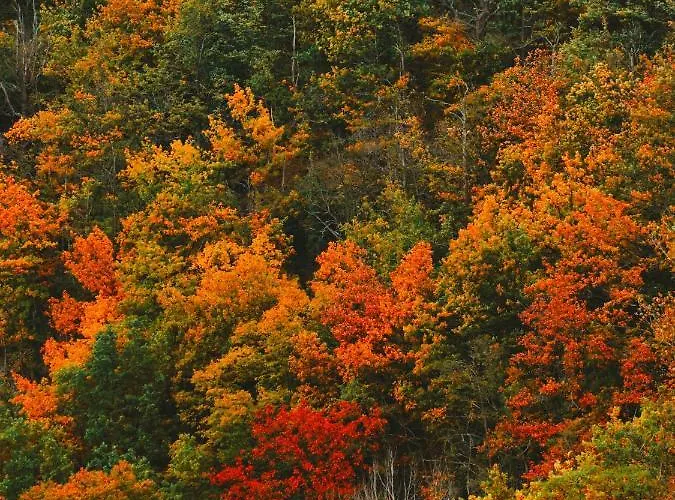 Zur Margarethenmuehle - Landgasthof Und Waldhotel Hotel 3*